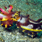 Flamboyant Cuttlefish