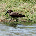 HAMERKOP