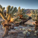 Cholla Cactus "Teddy Bear Cactus"