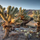 Cholla Cactus "Teddy Bear Cactus"