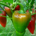 Capsicum or Sweet Pepper