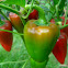 Capsicum or Sweet Pepper