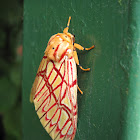 Polilla tigre, Tiger moth
