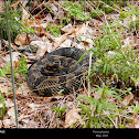 Timber Rattlesnake