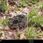 Timber Rattlesnake