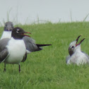 Laughing Gulls