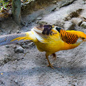 Golden Pheasant