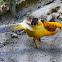Golden Pheasant