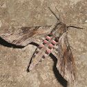 Convolvulus Hawk-moth