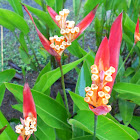 False Bird of Paradise