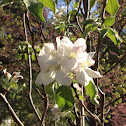 Apple blossoms