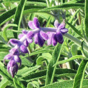 Mexican Bush Sage