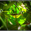 Yellow-bellied sunbird