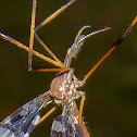 crane fly