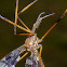 crane fly