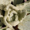 common mullien