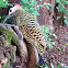 Green-barred Woodpecker