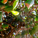 Web