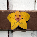 Lappet Moth