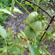 Heat wave tomato