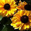 Black-eyed Susan