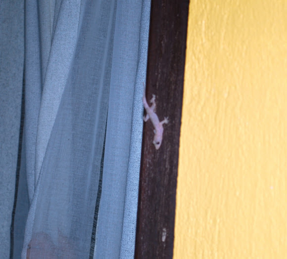 Spotting Image 1