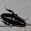 Gisborne Cocokroach