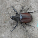 Double horned Rhinocero Beetle