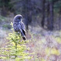 Great Grey Owl
