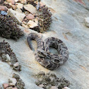 Yearling Timber Rattlesnake