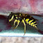 Eastern Yellowjacket
