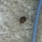Lady Bug
