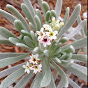 Seaside lavender