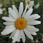 Shasta Daisy