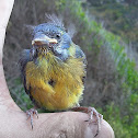 Cometocino patagónico
