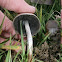 Egghead Mottlegill?