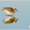 Calidris alpina
