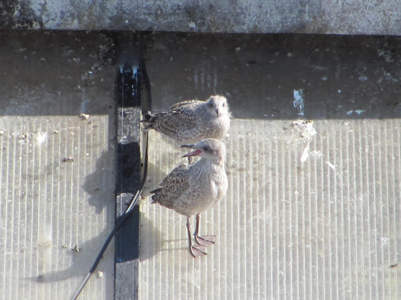 Spotting Image 1