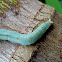 Orange Palm Dart (caterpillar)