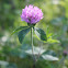 Red Clover