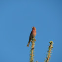 House Finch