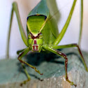 Katydid