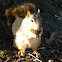 Fox squirrel