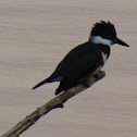 Belted Kingfisher (female)