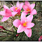 Rain Lily.