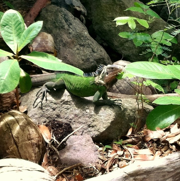Spotting Image 1