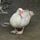 Muscovy duck