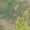 Roseate Skimmer Dragonfly (male)