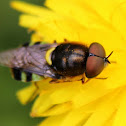 Soldier fly