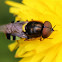 Soldier fly